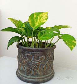 Pothos pianta