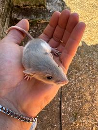 Ratti Dumbo da compagnia