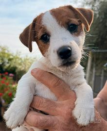 Cucciola di Jack Russell