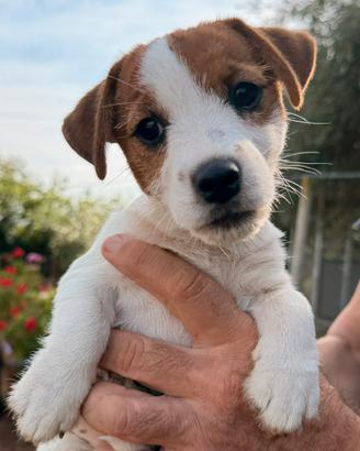Cucciola di Jack Russell