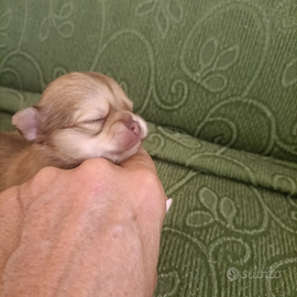 Cuccioli di casa maggio . chihuahua con visibili