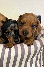 Cuccioli allevati da noi ( bassotto)