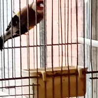 Cardellino mayor del 2004 maschio