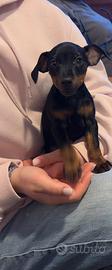 Cane maschio Pinscher con pedigree
