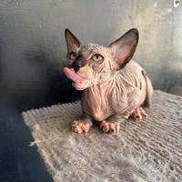 Cuccioli sphynx