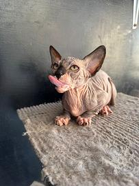 Cuccioli sphynx