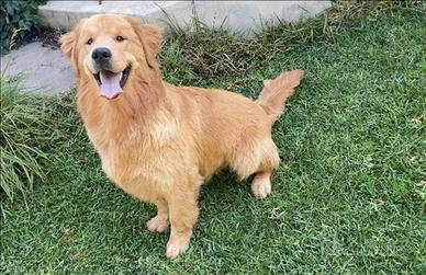 Cuccioli di Golden Retriever