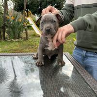 Pit bull