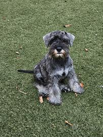 Matthew schnauzer nano