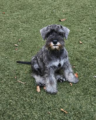 Matthew schnauzer nano