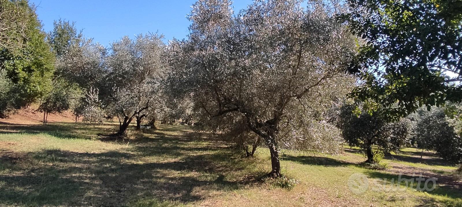 Terreno agricolo con uliveto - Vista 5
