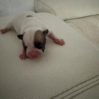 Bulldog francese cuccioli