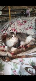 Gatto siberiano