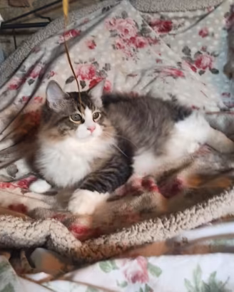 Gatto siberiano