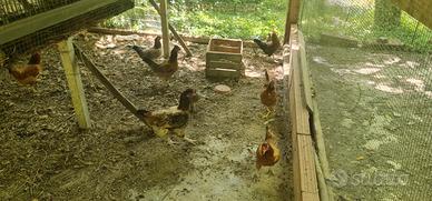 Galline con accessori