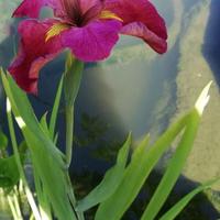 Iris d'acqua e Pontederia Cordata