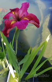 Iris d'acqua e Pontederia Cordata