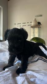 Cuccioli schnauzer nano nero