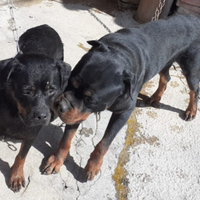 Cuccioli di rottweiler