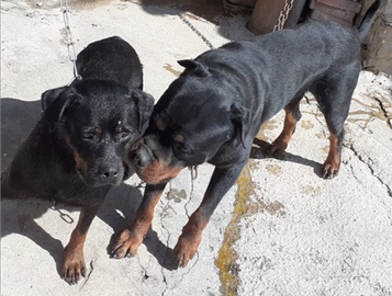 Cuccioli di rottweiler