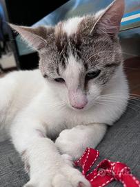 Ciro, Gatto dolcissimo