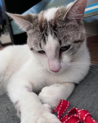 Ciro, Gatto dolcissimo