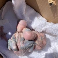 Pulli di parrocchetto dal collare