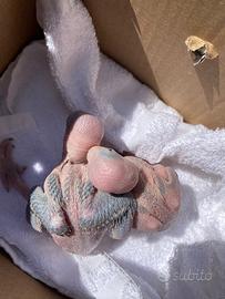 Pulli di parrocchetto dal collare