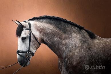 Cavallo da Dressage PRE Stallone 4 anni 1,75