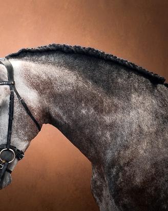 Cavallo da Dressage PRE Stallone 4 anni 1,75