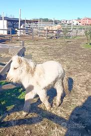 Pony palomino