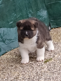 Akita americano