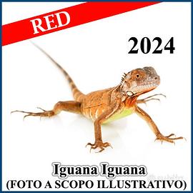 Iguana iguana - iguana comune rossa