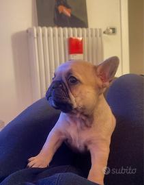 Cuccioli Buldog francese