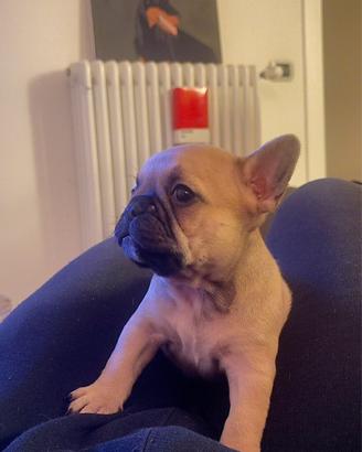 Cuccioli Buldog francese