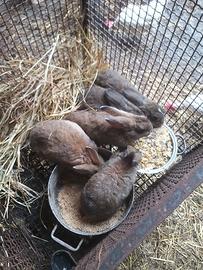 Conigli di diverse taglie