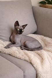 Accoppiamento Sphynx