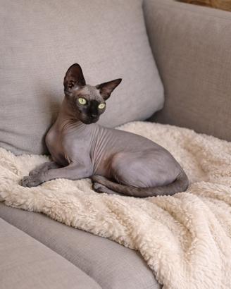 Accoppiamento Sphynx
