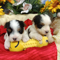 Yorkshire Tricolore Biewer Terrier