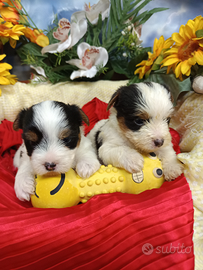 Yorkshire Tricolore Biewer Terrier