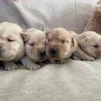 Cuccioli di Labrador retriever con Pedigree ENCI