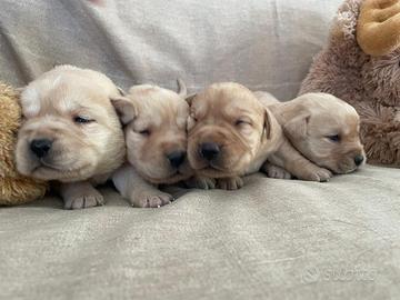 Cuccioli di Labrador retriever con Pedigree ENCI