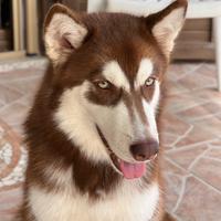 Alaskan Malamute