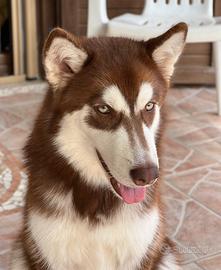 Alaskan Malamute