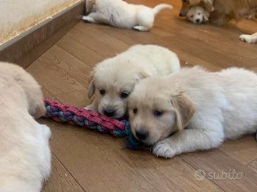 Cuccioli miele di Golden retriever