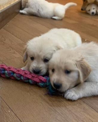 Cuccioli miele di Golden retriever