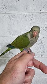 Pullo di parrocchetto Monaco svezzato