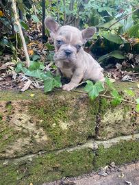 Bulldog Francesi cuccioli