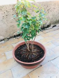 Bonsai
