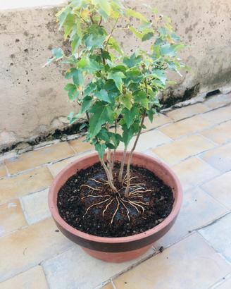 Bonsai